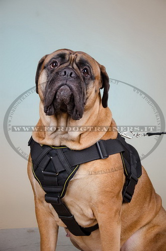 Pettorina multi-funzionale di nylon per Bullmastiff